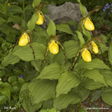 Cypripedium pubescens